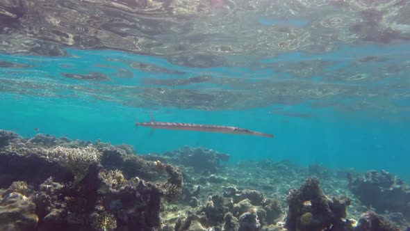 Smooth Cornetfish (Fistularia Commersonii) In Red Sea, Egypt. 2