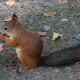 Squirrel Feeding  Nuts In Park 2 - VideoHive Item for Sale