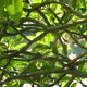 Glare From Water On Branches Of Flowering Plumeria - VideoHive Item for Sale