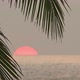 Beautiful Sea Sunset And Palm Leaf On Foreground - - VideoHive Item for Sale