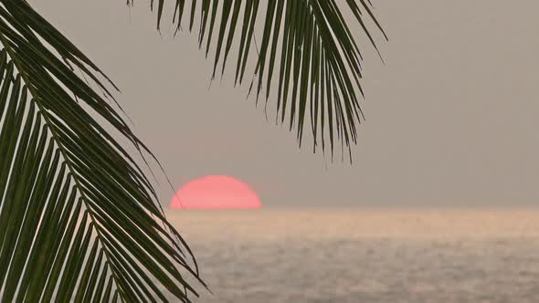 Beautiful Sea Sunset And Palm Leaf On Foreground -