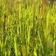 Grasshoppers In The Grass, Lit By The Setting Sun - VideoHive Item for Sale