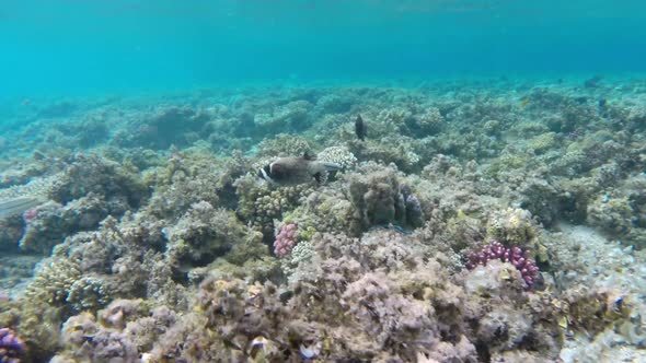 Black Spotted Or Dog Faced Puffer Fish (Arothron Nigropunctatus)  In Red Sea, Egypt. 1