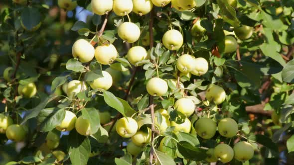 Green Apples On Tree Swinging