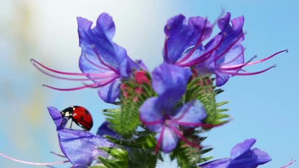 Ladybug On Blue Flower - Macro Shot