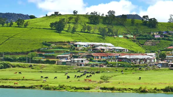 Landscape  Gregory Lake In Nuwara Eliya - Sri Lanka 2