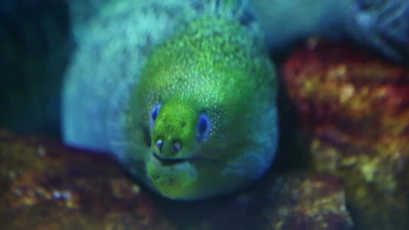 Large Moray Underwater Closeup