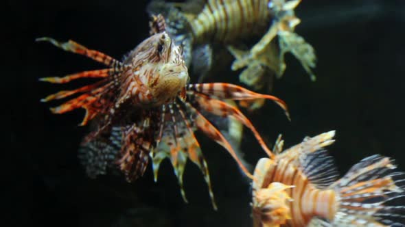 Lionfish Zebrafish Underwater 3