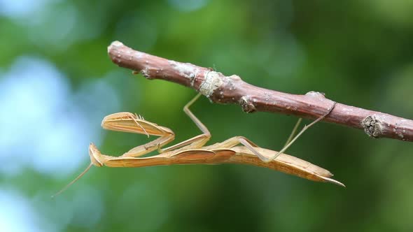 Mantis Is Sitting On Branch Of Tree - Macro Shot 2