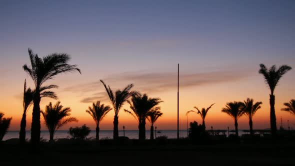 Morning Landscape  Palm Trees 1