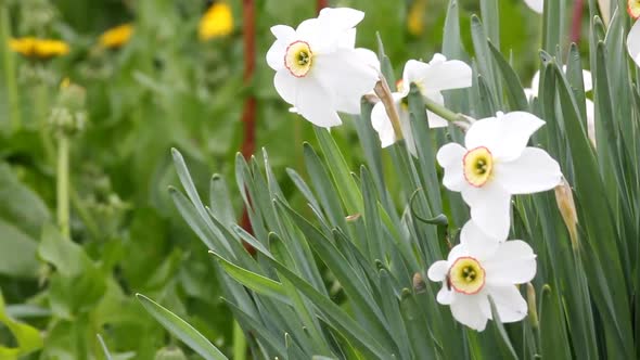 Narcissus Flowers