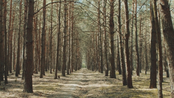 Path In A Pine Forest