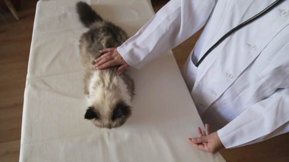 Veterinarian will Examine the Cat