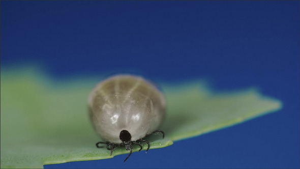 Fat Big Tick on the Leaf