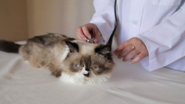 Veterinarian will Examine the cat stethoscope