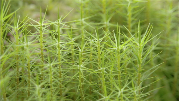 The Green Leaves on the Field