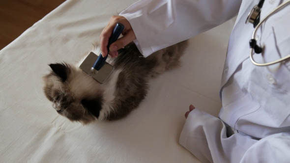 Vet Brushing Cat