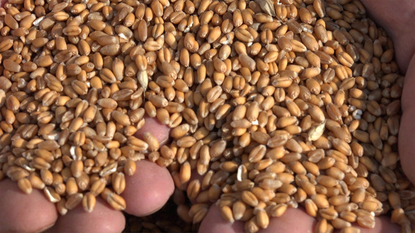 Wheat and a Farmer Hands 2