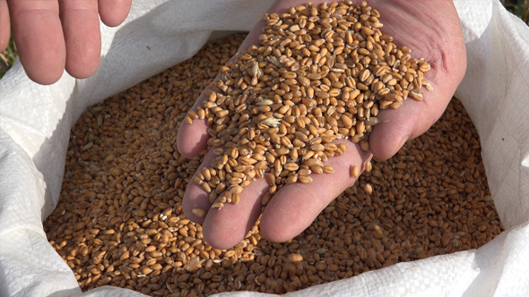 Wheat and a Farmer Hands 5