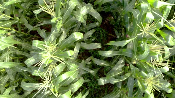 Corn field, aerial over the rows of corn stalks, excellent growth, ripening of the corn field. Agric