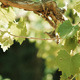 Sunny Vineyard - VideoHive Item for Sale