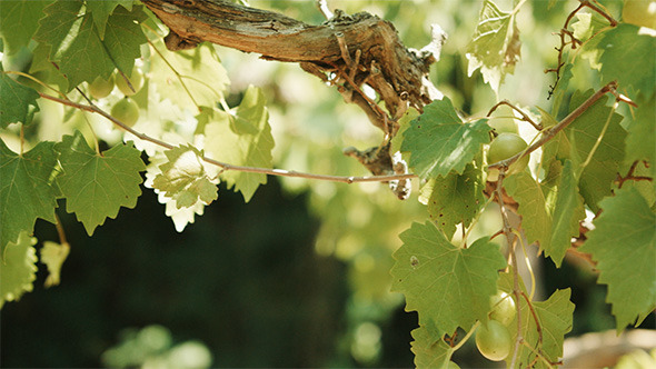 Sunny Vineyard