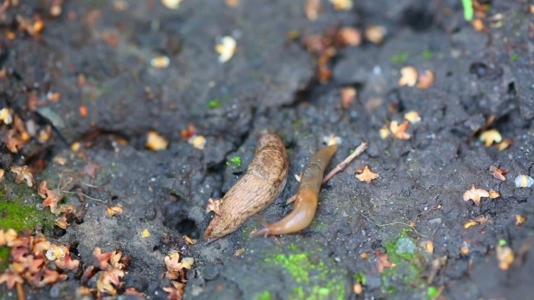 Brown Slugs