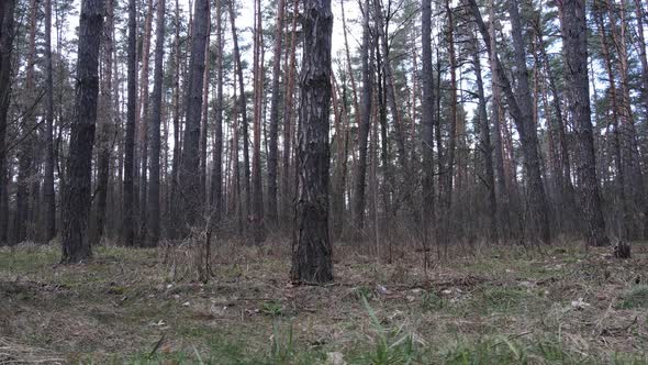 Trees in a Pine Forest During the Day Aerial View