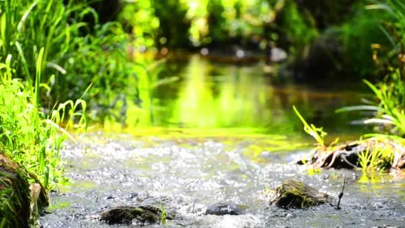 Stream in the Tropical Forest