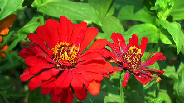 Red Autumn Flowers