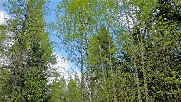 Beautiful Green Trees in the Forest