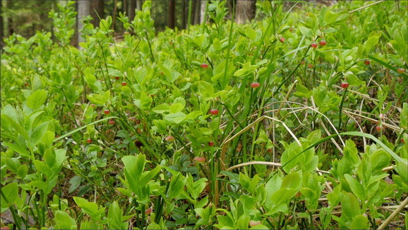 A Vaccinium Myrtillus Plant on the Summer Day