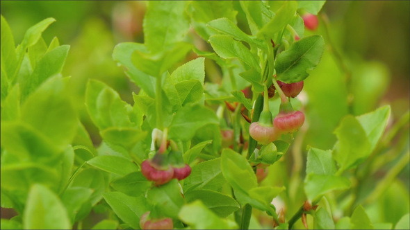 Blueberry Fruit 