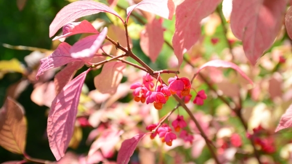 Euonymus In The Autumn Coloring Of Foliage