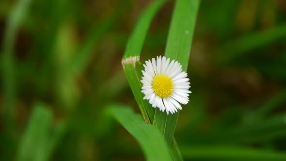 Camomile Flower on Green