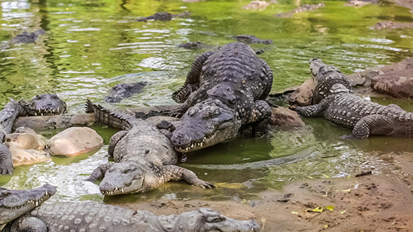 Mating Crocodiles India