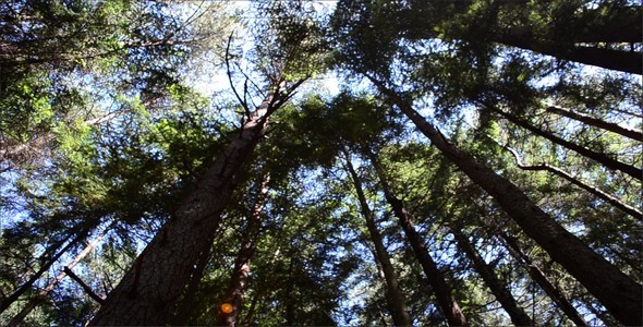 Pines 3