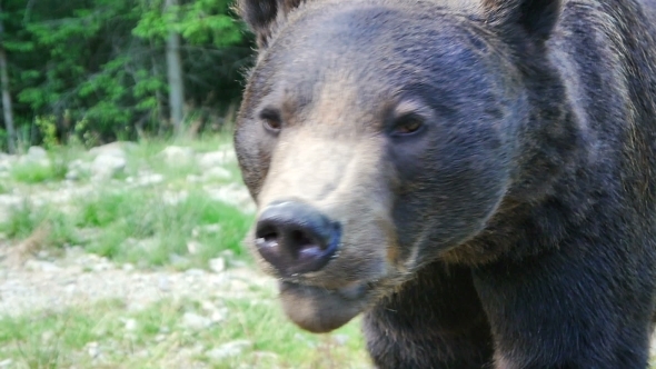 Brown Bear Portrait