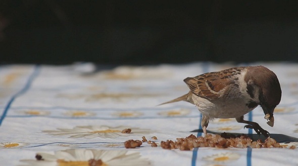 Sparrow Eats Cereal 7