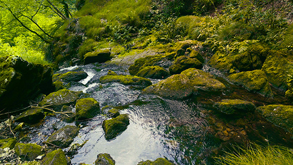 Quiet River in the Forest