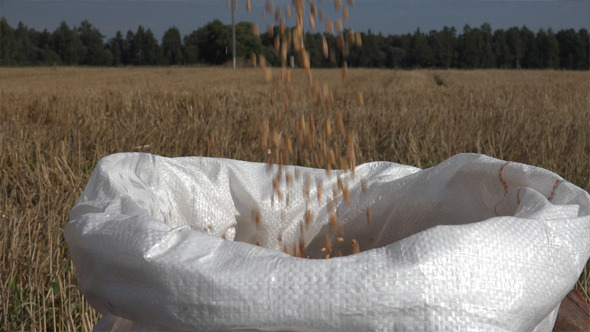 Wheat Seeds Falling Into Bag 1