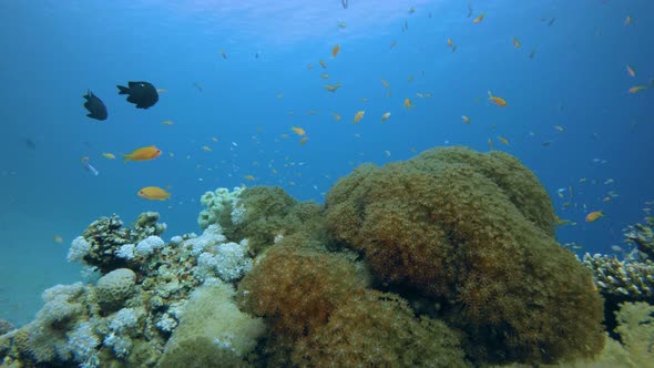 Colorful Corals and Fishes