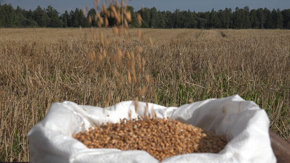 Wheat Seeds Falling Into Bag 4