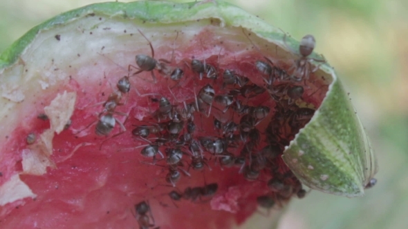 Ants Eating a Slice Of Watermelon On The Ground.