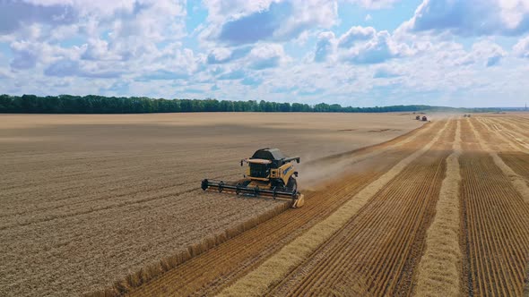 Combine harvesting wheat