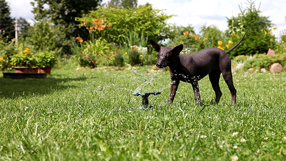 Puppy Plays With The Water Sprinkler