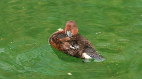 The Ducks On a Pond