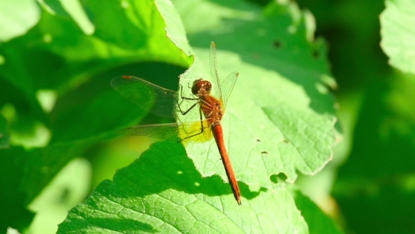 Red Dragonfly