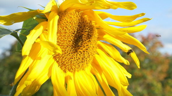 Bee Collecting Pollen From Sunflower