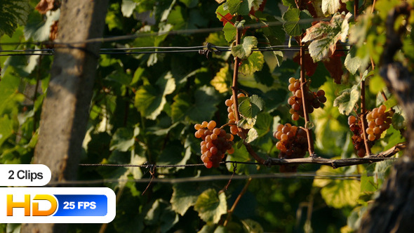 Grapes in Vineyard